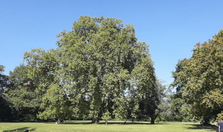 Une sensibilisation des notaires pour développer la protection des arbres