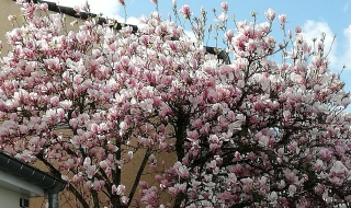 UN MAGNOLIA EN ÉTENDARD POUR UN «PARCOURS DU COMBATTANT» ! « Les seuls combats perdus d’avance sont ceux qui ne sont pas menés »