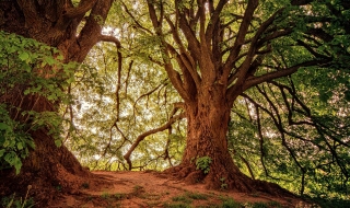 BENOÎT HARTENSTEIN, PRÉSIDENT DE LA VOIX DE L’ARBRE : Un engagement «enraciné»