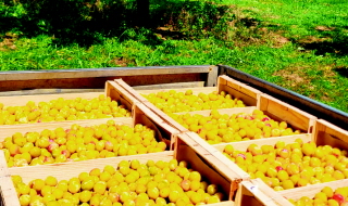 Récolte des mirabelles en Lorraine