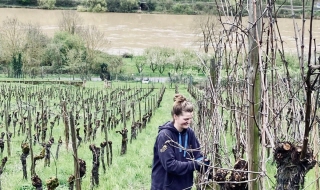 La Fête des vins revient à Sierck-les-Bains pour son 10e anniversaire