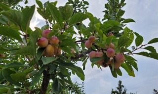 Un millésime compliqué mais un fruit de qualité
