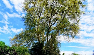 LES ARBRES ONT AUSSI DROIT AU DROIT