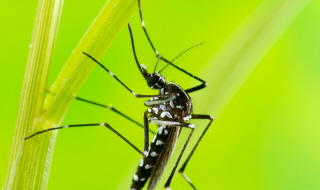 SLM67 : Contre la prolifération des moustiques, des solutions existent !